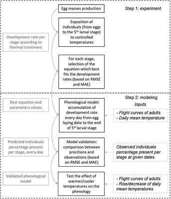 Warming Causes Atypical Phenology in a Univoltine Moth With Differentially Sensitive Larval Stages